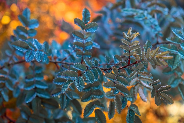 Gros plan de glace et de givre sur une plante à feuilles