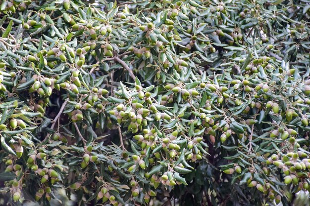 Gros plan de glands accrochés à l'arbre en automne