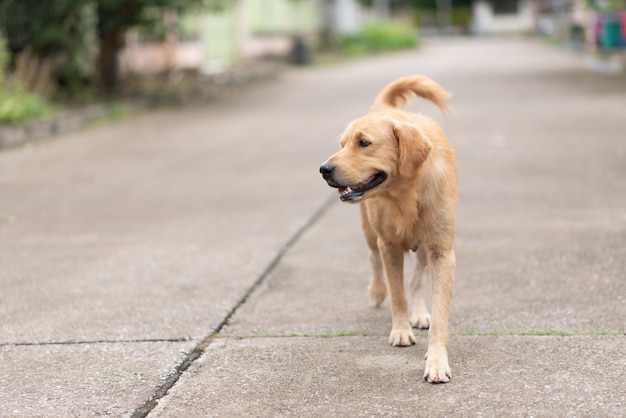 Gros plan de golden retriver marchant sur la route