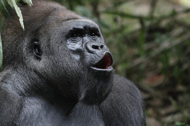 Photo un gros plan d'un gorille qui détourne son regard