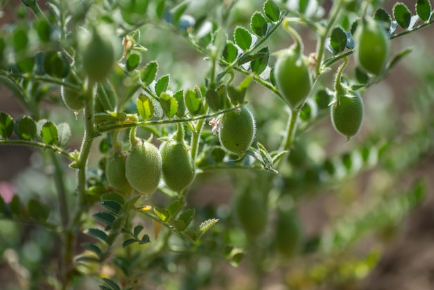 Gros plan de la gousse de pois chiches avec de jeunes plantes vertes dans le domaine de la ferme,