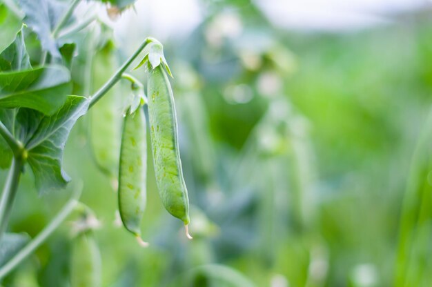 Un gros plan d'une gousse de pois vert