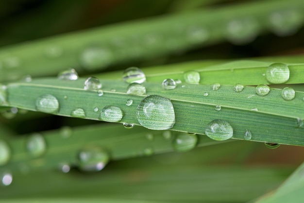 Gros plan de goutte d'eau sur le brin d'herbe