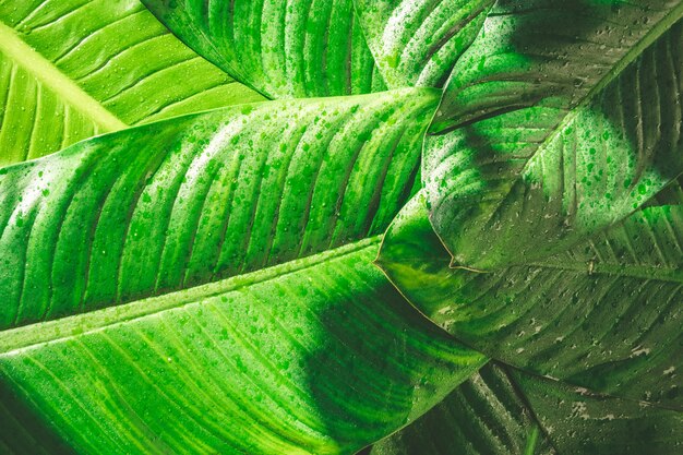 Gros plan d&#39;une goutte de pluie sur fond de feuilles vertes naturelles, texture de feuillage tropical.