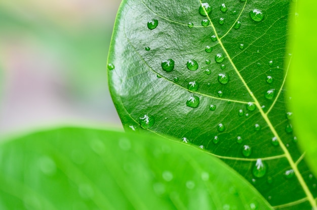 Gros Plan De Gouttes D'eau Sur Une Feuille Verte, La Vue Sur La Nature Dans Le Jardin En été.