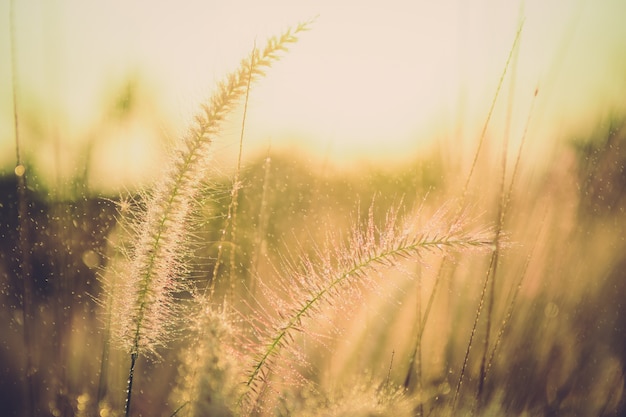 Gros plan gouttes d&#39;eau sur l&#39;herbe des fleurs