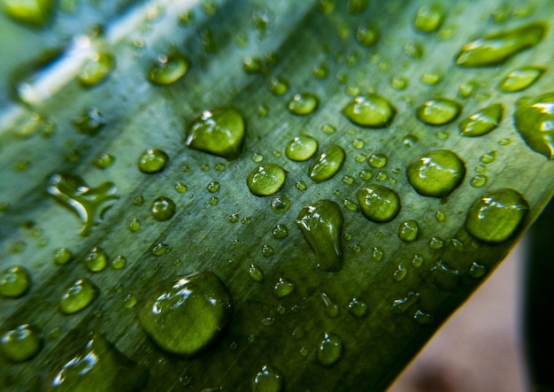 Gros plan de gouttes d'eau sur les plantes vertes