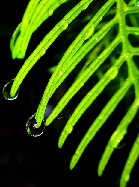 Gros plan des gouttes d'eau tirées sur des feuilles sur une nature de couleur sombre