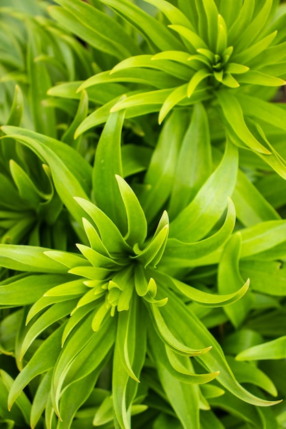 Gros plan des gouttes de pluie sur l'herbe verte fraîche