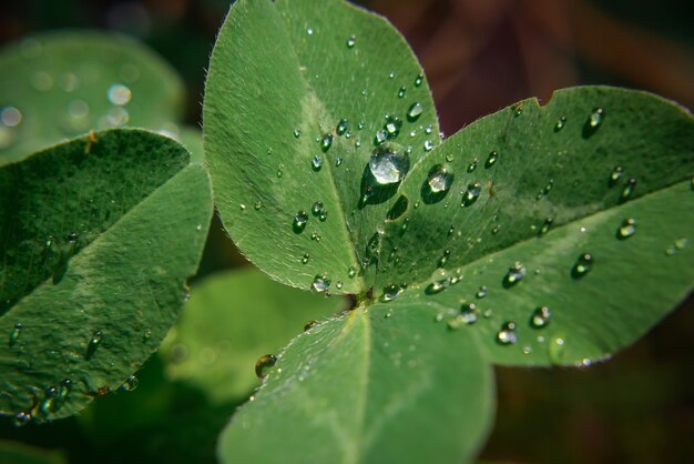 Gros plan, de, gouttes pluie, sur, trèfles