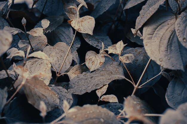 Gros plan des gouttes de rosée sur la photo de concept de brindilles de bouleau