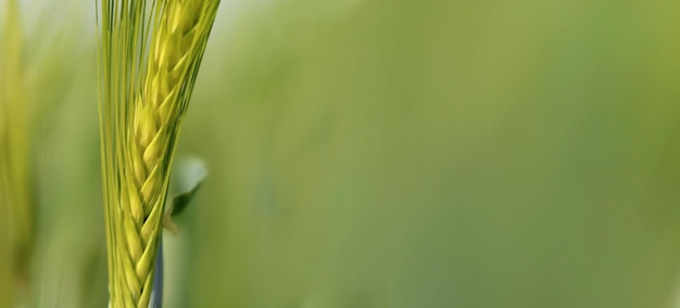 Gros plan sur les graines dans un seigle de blé poussant dans un champ sur fond vert avec espace de copie