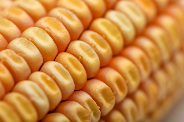 Gros plan des graines de maïs séchées, grains de maïs mûr.