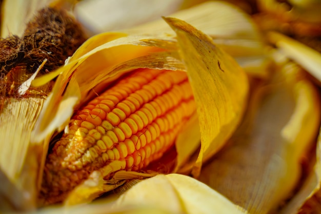 Gros plan des graines de maïs séchées, grains de maïs mûr.