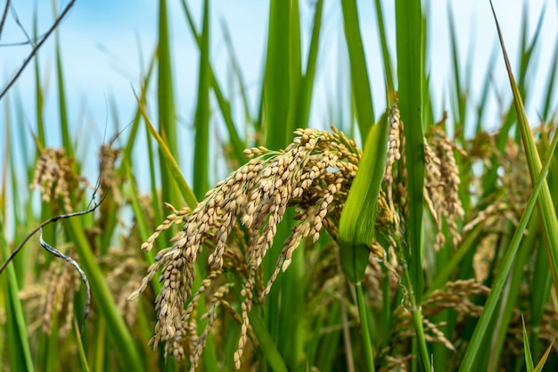 Gros plan de graines de riz dans les rizières Belles rizières dorées