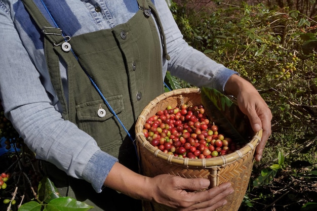Gros plan sur les grains de café arabica et les agriculteurs de l'industrie agricole dans le nord de la Thaïlande
