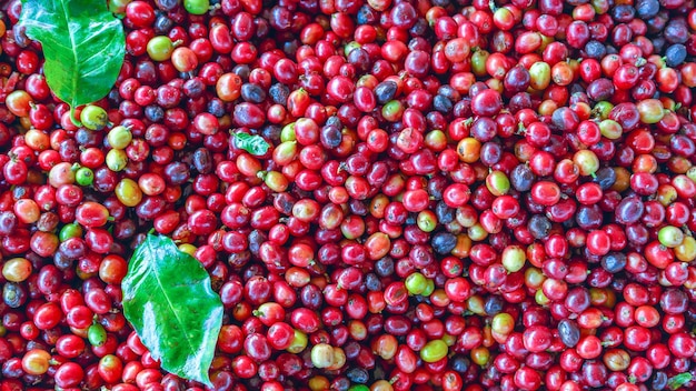 Gros plan de grains de café de baies crues rouges fraîches et de feuilles de xACoffee