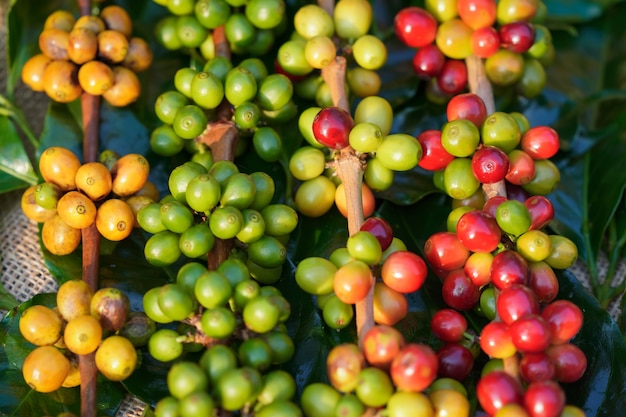 Gros plan sur les grains de café crus et le soleil du matin.