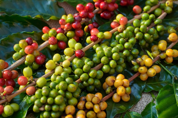 Gros plan sur les grains de café crus et le soleil du matin.