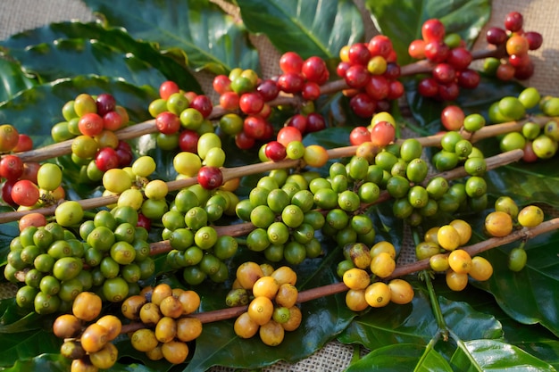 Gros plan sur les grains de café crus et le soleil du matin.