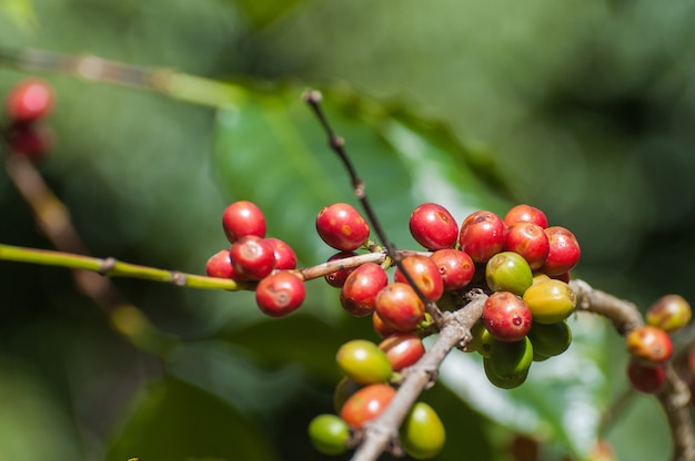 Gros plan de grains de café frais