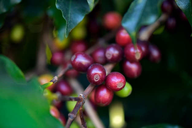 Gros plan de grains de café mûrs sur l'arbre