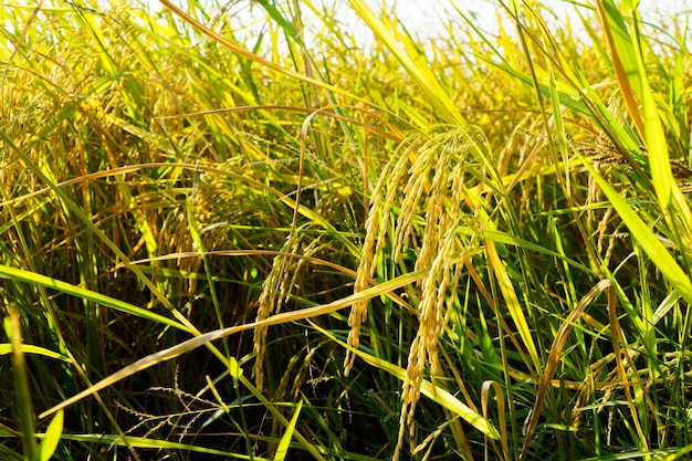 Gros plan de grains de riz dans le champ arrière-plan flou