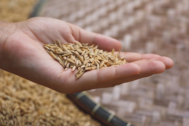 Photo gros plan de grains de riz mûrs en main féminine