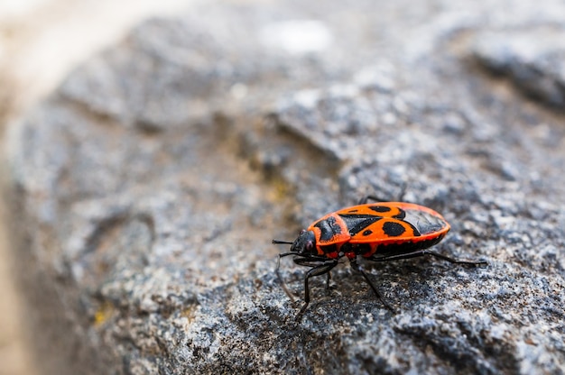 Gros plan en grand angle d'un petit insecte noir et orange marchant à la surface d'un rocher