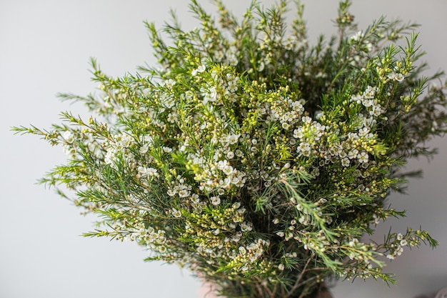 Photo gros plan grand beau bouquet de waxflower blanc. fond de fleurs et papier peint. concept de boutique florale. beau bouquet frais coupé. livraison de fleurs.