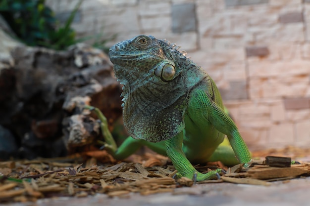 Gros plan de grand iguane vert