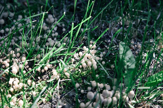Photo gros plan d'un grand nombre de minuscules champignons gris-blancs poussant parmi l'herbe verte partiellement couverte de lumière du soleil en été cadeaux de la nature la vie dans le village