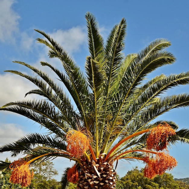 Gros plan d'un grand palmier dattier