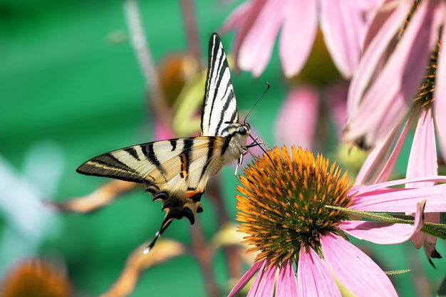 Gros plan sur un grand papillon est assis sur une fleur dans la nature