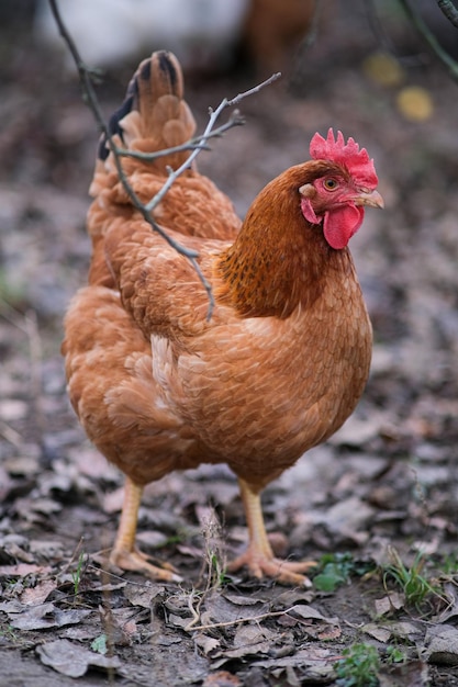 Un gros plan d'un grand poulet rouge poulet mignon posant dans le jardin