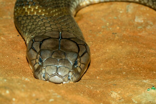 Photo en gros plan, le grand serpent cobra royal en thaïlande