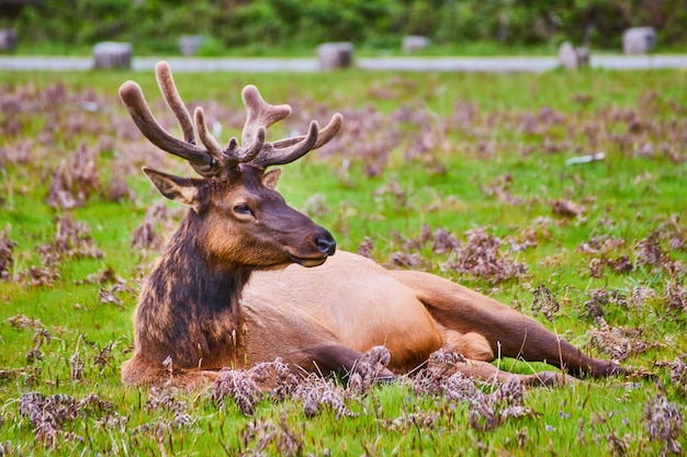 Gros plan d'un grand wapiti avec des bois poilus se reposant dans un champ