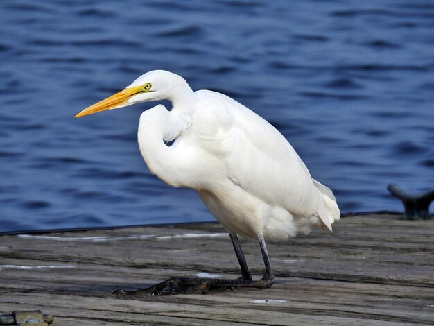 Gros plan d'une grande aigrette