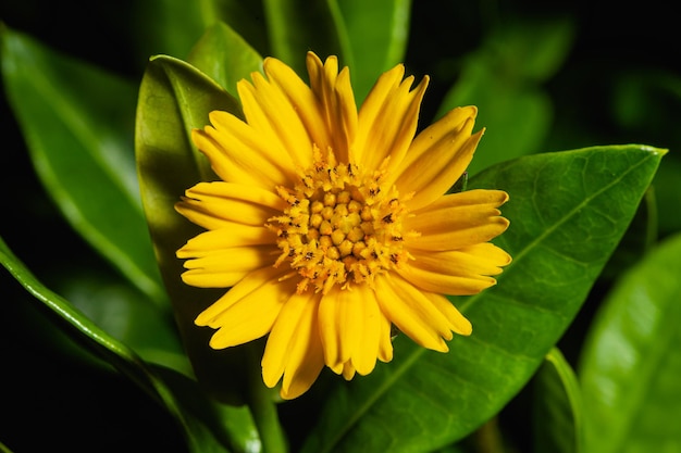 Gros plan sur une grande fleur de zinnia jaune Zinnia violacea sur fond vert Fleur de Zinnia en tropical