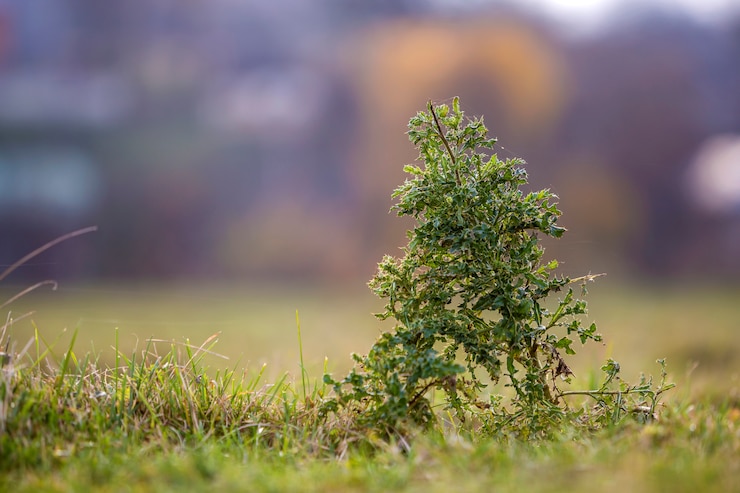 Photo gros plan, grande, haute, lance, chardon, vert, barbelé, épineux, plante, élevé, tiges, croissant, vert, herbeux, champ, flou, doux, ensoleillé, bleu, bokeh mauvaises herbes et agriculture.