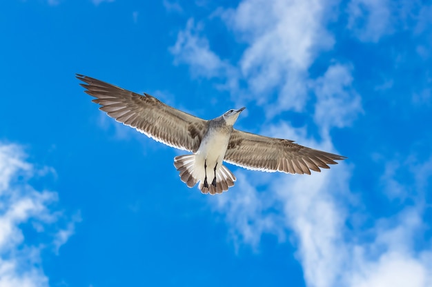 Gros plan de grande mouette, volant de larges ailes déployées contre le ciel bleu