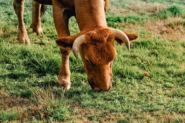 Un gros plan d'une grande vache à fourrure brune à cornes mangeant une herbe super verte