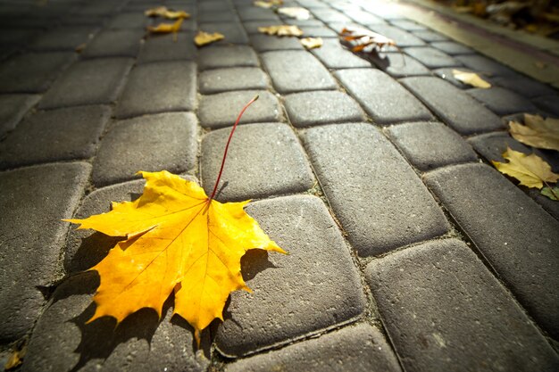 Gros plan de grandes feuilles d'érable jaune portant sur le trottoir pour piétons en automne parc.