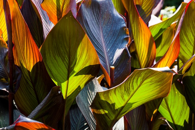 Gros plan de grandes feuilles, la lumière du soleil et les ombres sur la plante, fond de nature