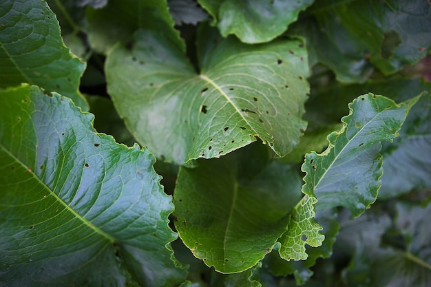 Gros plan de grandes feuilles vertes, papier peint sur un bandeau.