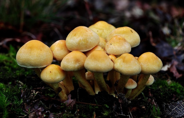 Gros plan d'une grappe de champignons woodtuft gainés