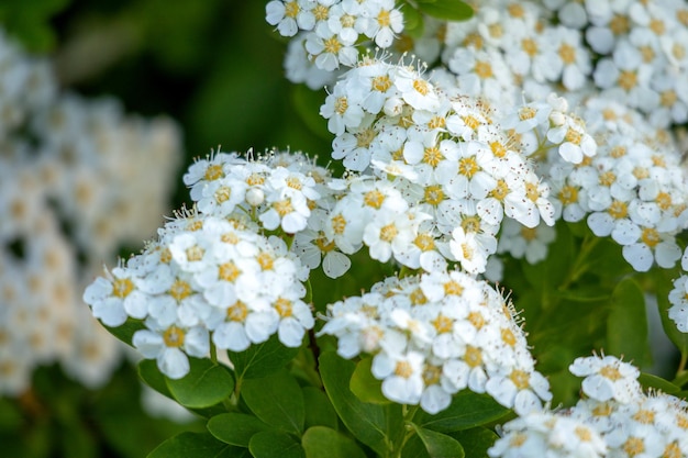 Un gros plan d'une grappe de fleurs blanches avec des étoiles jaunes