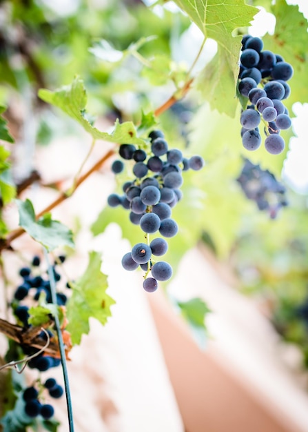Un gros plan d'une grappe de raisin dans une vigne