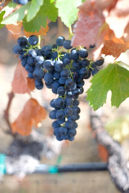 Un gros plan d'une grappe de raisin dans un vignoble