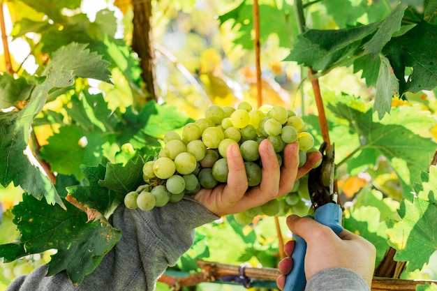 Gros plan de grappes mûres de raisins blancs sur vigne pour la fabrication du vin. Récolte des raisins d'automne, fruits frais. Triage Chardonnay, Chenin Blanc, Muscat, Pinot Blanc, Riesling, Sauvignon Blanc.